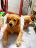 麦富迪狗粮 藻趣儿狗粮成犬粮牛肉螺旋藻 均衡营养7.5kg/15斤 实拍图