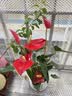 叹为观止18种吊兰任你选金边吊兰各种盆栽花卉客厅垂吊桌面植物净化空气 特级红掌【陶瓷盆】 含盆 实拍图