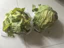 山东新鲜甘蓝包菜卷心菜圆白菜新鲜嫩绿莲花白现摘现发早餐减脂 新鲜包菜 4.6斤净重 人工挑拣 实拍图