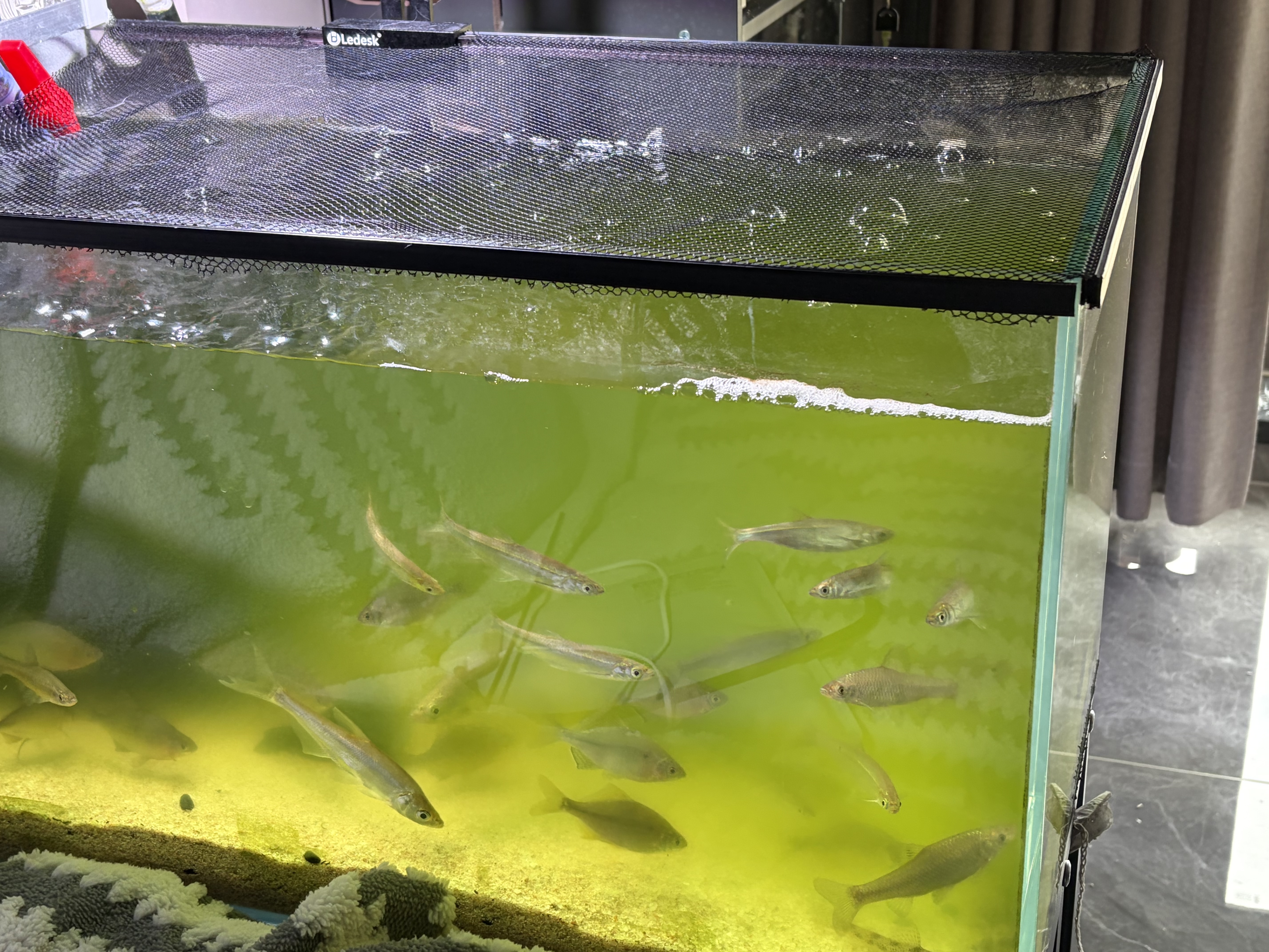 Biuyum鱼池杀菌灯潜水式水族专用紫外线灯鱼缸水族箱除藻灯户外uv消毒灯防水 定时款+送遮光板+吸盘 实拍图