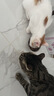 伟嘉主食猫罐头软包猫主食餐包湿粮 幼猫妙鲜包85g*12幼猫金枪鱼 实拍图