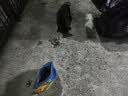 亿佳果狗粮通用型5KG20斤成犬幼犬专用泰迪金毛牛肉味冻干狗粮高钙营养 高钙壮骨升级款纯粮（幼犬） 10斤 实拍图