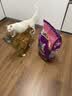 伟嘉成猫猫粮 夹心粮10kg牛肉味全价猫粮 实拍图
