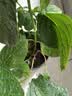 绣球花苗无尽夏带花苞四季开花绣球花盆栽庭院好养花卉植物室内花 无尽夏【大花绣球-无尽星河】 精品大苗【花期带花苞】原盆宽18cm高45cm 实拍图