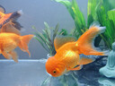森森鱼缸增氧泵水族箱氧气泵LQE-200家用小型充氧泵4W双孔+全套配件 实拍图