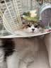 猫八万伊丽莎白圈绝育护理项圈猫咪狗狗美容脖圈防舔咬头套脖圈 灰M 实拍图