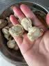 富海锦冷冻带黄扇贝肉 净重2斤150-190粒 粉丝火锅烧烤食材海鲜贝类送礼 实拍图