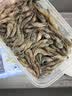 微山湖淡水河虾小河虾鲜活急冻青虾草虾醉虾五节腿 中号河虾 250g(净重)  4-6cm 1盒 实拍图