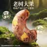 百草味紫皮腰果500g 大颗粒盐焗味每日坚果罐装健康休闲零食团购送礼品 实拍图