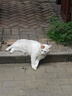 伟嘉成猫猫粮3.6kg海洋鱼味布偶夹心粮【原料透明】 实拍图