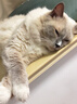 诚实一口P32全价猫粮成猫幼猫室内外低敏轻松蛋白易消化守护肠胃营养1.5kg 实拍图