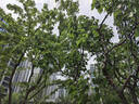 京东京造 75%酒精湿巾80片*3包湿纸巾 赠凉感湿巾 卫生消毒湿巾纸 实拍图