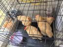 獒少保狗笼猫笼 加粗狗笼子狗围栏中小型犬泰迪宠物狗狗笼子狗窝 黑色60*42*50cm【15斤内】 实拍图