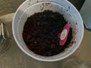 IAM City Farmer草莓DIY趣味种植盆栽可食用种子阳台种植开学季教师节礼物10098 实拍图