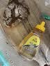 冠生园 洋槐蜂蜜428g挤压瓶 槐香四溢 中华老字号 早餐牛奶冲饮礼品 实拍图