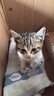 雷米高（RAMICAL）澳丽得 猫粮蓝猫英短主粮幼猫成猫海洋鱼味全价猫粮试吃500g 1斤 实拍图