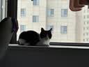 MUJI聚丙烯 猫砂铲 铲子 宠物用品 PA85CC3S 白色 实拍图