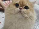 大宠爱 猫驱虫药 体内外同驱耳螨虱子跳蚤虫 2.6-7.5kg成猫 3支装 实拍图