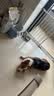 皇家狗粮 成犬狗粮 犬粮 宠物 中型犬 M25 全价犬粮 12月 15KG 实拍图