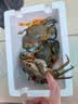 【活蟹】江食代三门青蟹 公母混搭肉蟹【2斤 3-5只】鲜活螃蟹海鲜礼盒自营水产源头直发 实拍图