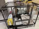 喵先生狗笼子 狗笼小中大型犬加粗加固金毛拉布拉多一体带厕所分离笼子 方管框架+加粗铁丝【96*65*78cm】60斤内适用 实拍图
