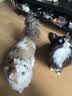 奥克斯（AUX）宠物剃毛器猫咪专用推子长毛猫电推剪静音剃猫毛神器宠物猫脚底推毛器 【长毛猫专用 可防水】标配 实拍图