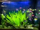 【顺丰快速发货】3-5CM彩色天使鱼 群游观赏鱼淡水活体小型鱼好养 七色(翡翠/蓝/红/黄/粉/绿/紫) 46条+4条备损(大缸用户拍)3-5CM大号 实拍图