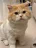 奥克斯（AUX）宠物剃毛器猫咪专用推子长毛猫电推剪静音剃猫毛神器宠物猫脚底推毛器 【长毛猫专用 可防水】标配 实拍图