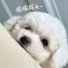 萌嘟星宠 宠物美容剪刀猫咪狗狗泰迪金毛修毛理发用品 弯剪下翘剪 实拍图