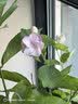美菱（MeiLing）加湿器空气加湿器 家用轻音卧室大容量大雾量孕妇婴儿净化空气小型空调喷雾上加水加湿器 MH-T139 【大雾量加湿】标准款 实拍图