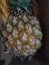 海南金钻凤梨台农17号手撕菠萝新鲜水果生鲜特大整箱包邮送礼特产 1粒装单果1-1.5斤 实拍图