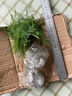 文竹盆栽绿植花卉盆景植物室内客厅水培文松云竹文竹大苗四季常青 小文竹【1颗】原盆原土球发货 高度15-25cm 实拍图