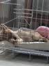 憨憨宠狗笼中小型犬狗笼子大猫笼带厕所加粗折叠宠物笼子柯基笼幼犬狗笼 加粗狗笼 银色 85*71*61cm 建议35斤内 带托盘式厕所+防卡脚垫片 实拍图