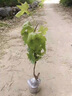 尔澜包结果大苗巨峰葡萄树苗露天盆栽地栽葡萄苗果树苗木种植源头直发 实拍图