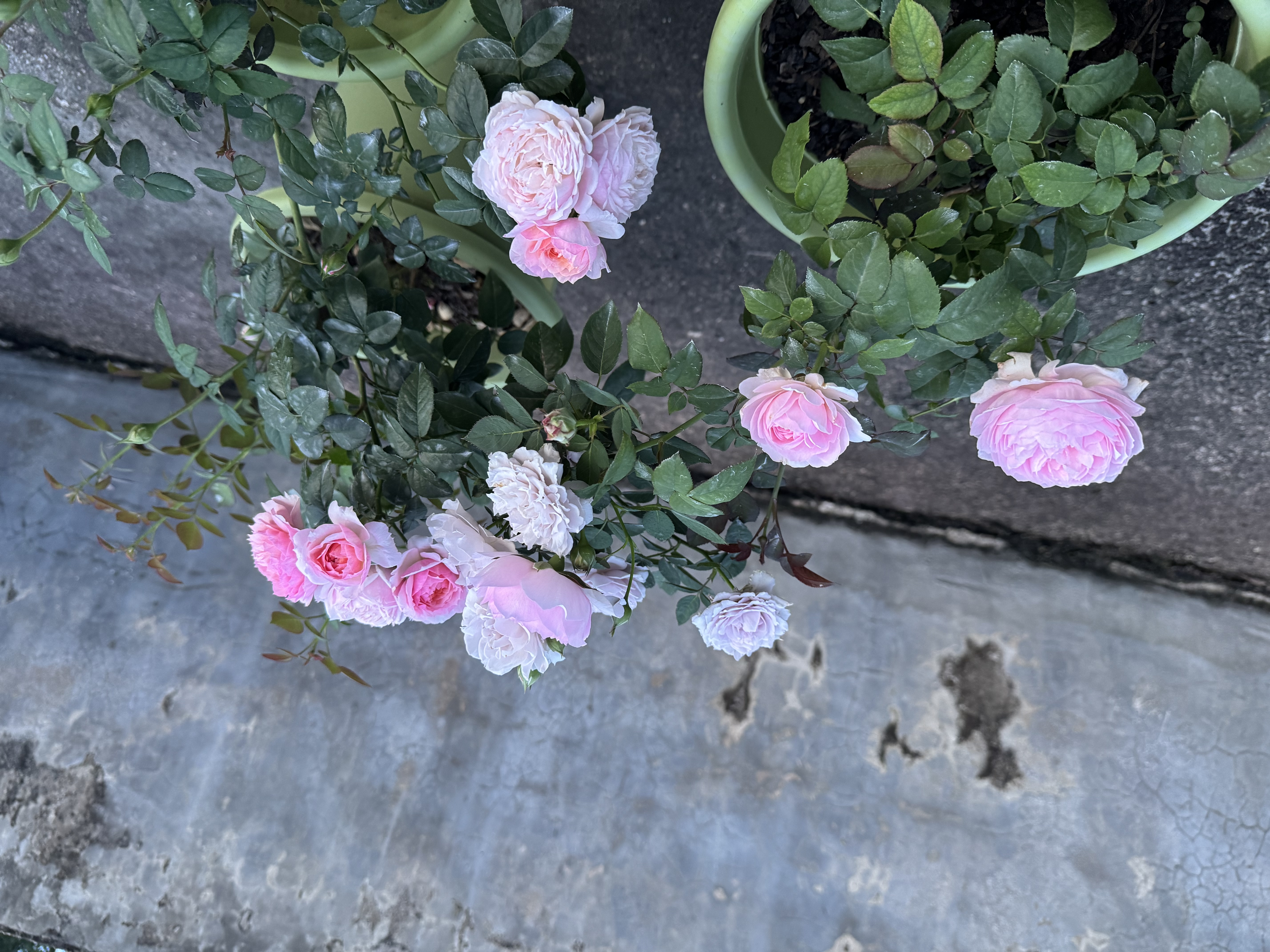 爱丽思（IRIS）Deepot花盆加厚树脂控根圆口绿萝绣球月季多肉发财树塑料加仑花盆 9号浅绿色(口径约30cm)约12L 实拍图