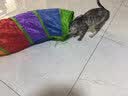 猫咪隧道自嗨解闷钻洞爬行可折叠通道玩具新款猫窝四季通用 彩虹S通道+10个小球 长97*宽25 实拍图