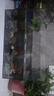 坤宁王玻璃鱼缸家用小型桌面裸缸生态缸造景客厅溪流缸乌龟缸50*26*30cm 实拍图