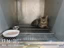 pidan混合豆腐猫砂 豆腐膨润土皮蛋猫砂除臭猫砂结团快 经典款2.4kg*4 实拍图