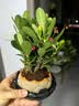 开时果 铁海棠盆栽带花发货 虎刺梅室内盆景绿植阳台窗台花卉开花植物 【推荐款】莲花陶瓷盆+圆底托 实拍图