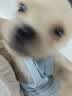 狂犬病毒检测卡狂犬病毒检测试纸狂犬疫苗犬猫狂犬RBV病毒检测卡 一盒装 1支*1盒 实拍图