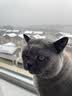 BOTH 羊奶猫布丁 猫零食果冻 猫奶酪羊奶猫湿粮 50粒(1大桶） 实拍图