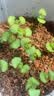 IAM City Farmer罗勒DIY桌面植物种植趣味盆栽厨房香料种子开学季教师节礼物10078 实拍图