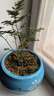 文竹盆栽绿植花卉盆景植物室内客厅水培文松云竹文竹大苗四季常青 小文竹【1颗】原盆原土球发货 高度15-25cm 实拍图