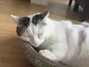 疯狂的主人猫抓板窝碗形超大号猫抓盆不掉屑猫窝宠物猫玩具瓦楞纸猫爪板 实拍图