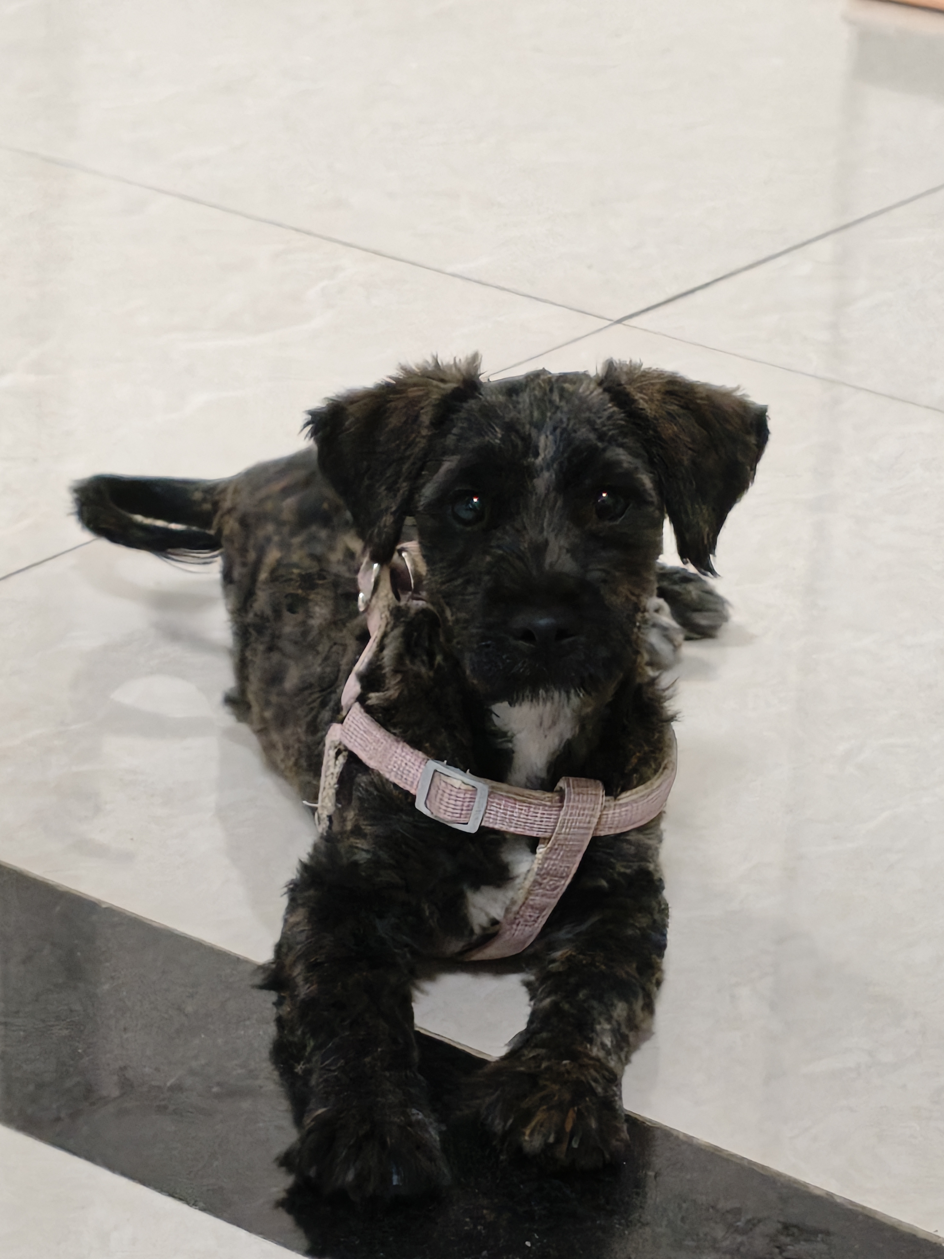 麦富迪狗粮 藻趣儿狗粮成犬粮牛肉螺旋藻 均衡营养15kg/30斤 实拍图