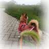 皇家狗粮绝育成犬狗粮犬粮宠物小型犬MSA30全价犬粮≥10月2KG 实拍图