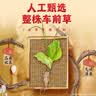 南同四海南京同仁堂车前草泡水喝的作用可搭车前草中药材车前草干野生 实拍图