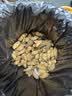 【精品大粒】云南新鲜七彩花生手工挑选带皮湿花生水果新鲜蔬菜 5斤-净重 实拍图