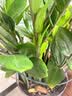 九千谷植物支撑架园艺花架阳台花园绣球月季爬藤 半圆20*35CM 3对装6393 实拍图