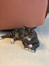 鲜朗主食猫条磷虾三文鱼油营养全价成猫幼猫湿粮无添加非零食补水湿粮 鸡肉味【12g/支】 48支【囤货装】 实拍图